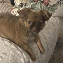 Coco - Chocolate sabled fawn female Chihuahua puppy in Burleson, Texas from Luxe Paradise House of Chi