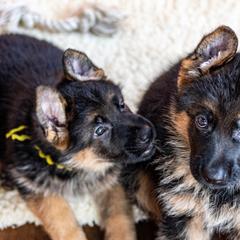 German Shepherds from Flood Farm German Shepherds