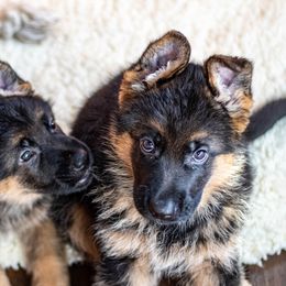 German Shepherds from Flood Farm German Shepherds