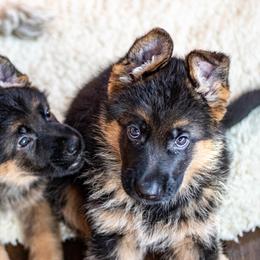 German Shepherds from Flood Farm German Shepherds