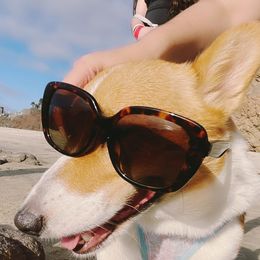 Pembroke Welsh Corgis from Sushi and the Corgi Fam