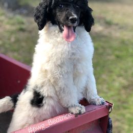 Poodle Puppies from Poodles of Willow Glade