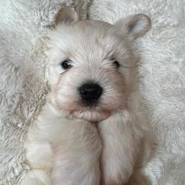 Koda - White male Miniature Schnauzer puppy in Auburn, Georgia from Very Special Mini Schnauzers