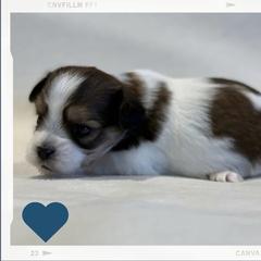 Zydeco - Black white and silver male Shorkie puppy in Delta, Colorado from SATA Kennels