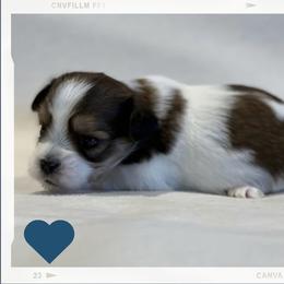 Zydeco - Black white and silver male Shorkie puppy in Delta, Colorado from SATA Kennels