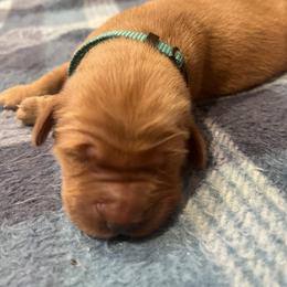 Boy 3 - male Golden Retriever puppy in Salem, Oregon from Baker’s Goldens