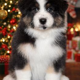 Poison - Black tri-color female Australian Shepherd puppy in Augusta, Georgia from Incendia Aussies & Dobies