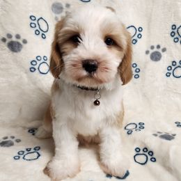 Harry - Gold and white male Tibetan Terrier puppy in Lane County, Oregon from Zara Tibetan Terriers