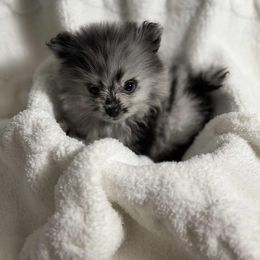 Bluey - Blue merle male Pomeranian puppy in Tucson, Arizona from Kristy's Pomeranians