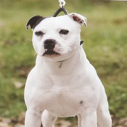 Pea - Staffordshire Bull Terrier