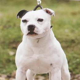 Pea - Staffordshire Bull Terrier