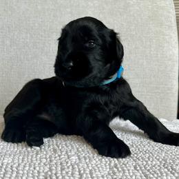 Giant Schnauzer and Miniature Schnauzer Puppies from My Angel Schnauzers
