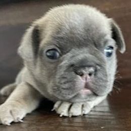 French Bulldogs from JungleCity Frenchies