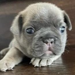 French Bulldogs from JungleCity Frenchies