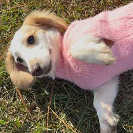 Dachshund All Grown Up from Doxie Bunch