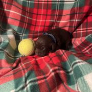 Blaze - Chocolate Boykin Spaniel puppy in Arkansas from Arklahoma Boykins