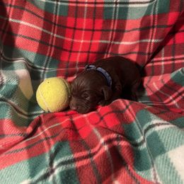 Blaze - Chocolate Boykin Spaniel puppy in Arkansas from Arklahoma Boykins