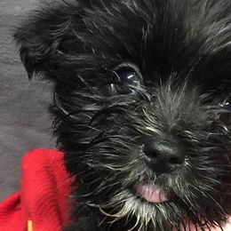 Maltese, Poodles, Shiba Inu, and Shih Tzus from Windmill Creek Puppies