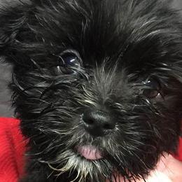Maltese, Poodles, Shiba Inu, and Shih Tzus from Windmill Creek Puppies
