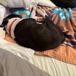 Boston Terrier Puppies from I Love Pups