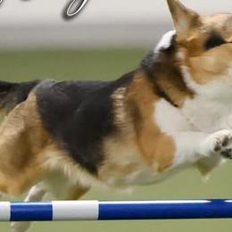 Pembroke Welsh Corgis from Havaheart Corgis