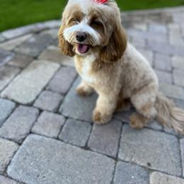 Maya - Goldendoodle