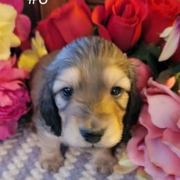 Dachshund Puppies from CLARK'S BREEDING PROGRAM
