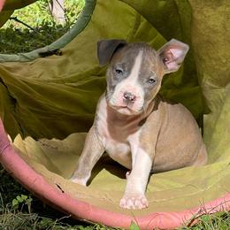 Valentine - Blue brindle male American Staffordshire Terrier puppy in Monroe, Georgia from Irresistibull Staffords