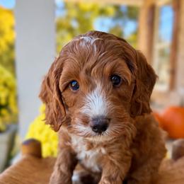 Cider - Red  female Goldendoodle puppy in Cannon County, Tennessee from Hilltop Doodles and Poodles