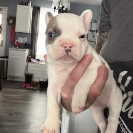 French Bulldog Puppies from Falco’s French Bulldogs
