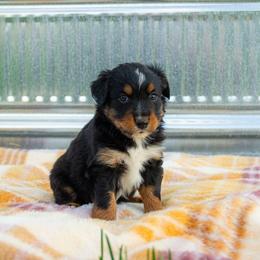 Timmy - Black tri male Miniature Australian Shepherd puppy in Enoch, Utah from Twisted H Aussies