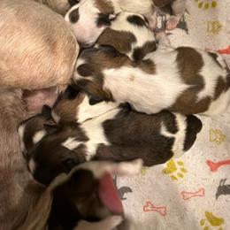 Boy 1 - Black gold and white male Shih Tzu puppy in Spartanburg, South Carolina from Vicky‘s precious paw’s