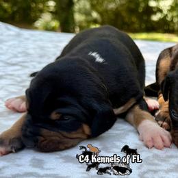 Female 3 - Black female Catahoula Leopard Dog puppy in Crestview, Florida from C4 Kennels of FL & AL