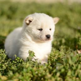 Clarise -FULL AKC REGISTRATION- - Cream female Shiba Inu puppy in Neosho, Missouri from Kenny Cave K9s