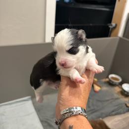 Draco Dracula - Black and white male Pomsky puppy in Scandinavia, Wisconsin from Bonnie’s Little Fluffys
