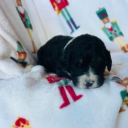 Steel - Tri-color male Bernedoodle puppy in Arabi, Georgia from Huckadoodle Farm