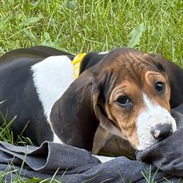 Yellow - Tri-colored female Treeing Walker Coonhound puppy in Vermontville, Michigan from Stackem Up Kennel
