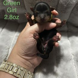 Green collar - Black and tan female Yorkshire Terrier puppy in Salem, Illinois from Partin’s Yorkies
