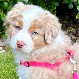 Australian Shepherd puppies from Middle Fork Australian Shepherds