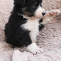 Cheeto - Black tri-color female Australian Shepherd puppy in Laurel, Mississippi from Reeves Australian Shepherds