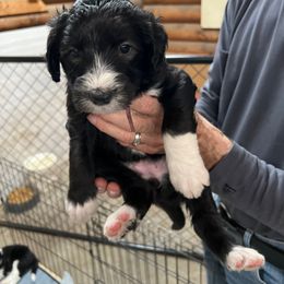 Amy-dk pink - Black and white Sheepadoodle puppy in Eleva, Wisconsin from Molly’s Doodles