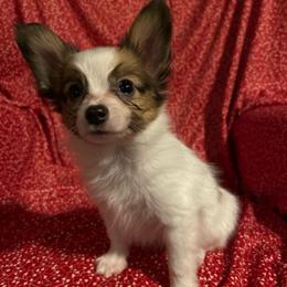 Han - White and sable male Papillon puppy in Salina, Utah from Desert Mountain Papillons