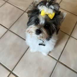 Biewer Terrier Puppies from Southern Star Biewers