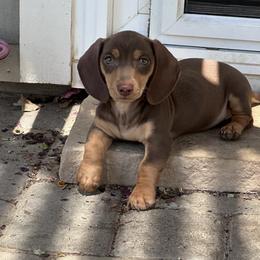 Honey - Chocolate and tan female Dachshund puppy in Paso Robles, California from Nicole's Dachshunds