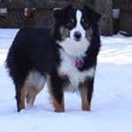 Dancer  - Miniature American Shepherd