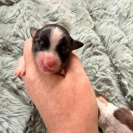 Black tri female 2 - Black tri female Miniature American Shepherd puppy in Connecticut from Novus Kennels