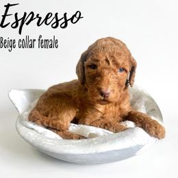 Espresso - Red  female Goldendoodle puppy in Taylorsville, North Carolina from Doggone Dixie Doodles