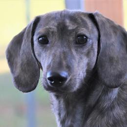 Kinder - Dachshund