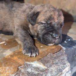Dark Brown Male - Chestnut brindle male Cane Corso puppy in Jasper, Alabama from C&M Cane Corso