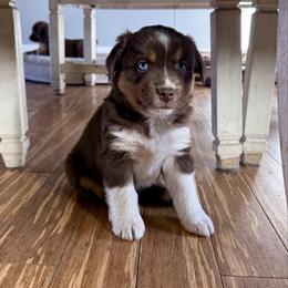 Dill - Red tri male Miniature Australian Shepherd puppy in Medical Lake, Washington from MAS Gone Rogue